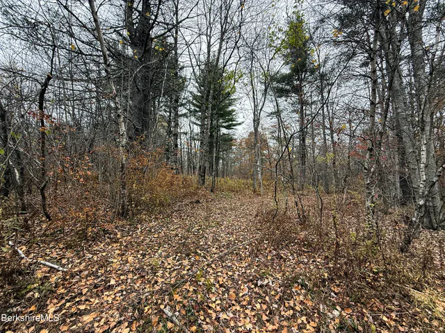 a view of a forest with trees in the background