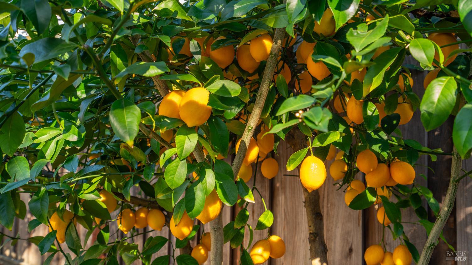 3528 Yale Drive Santa Rosa, CA 95405 - Photo 34 of 35