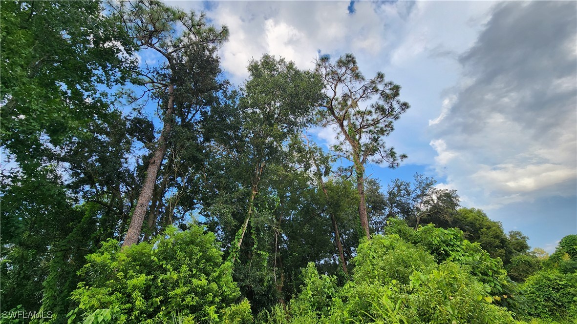 2201 South Goldenrod Road Orlando, FL 32822 - Photo 11 of 19 a picture of trees