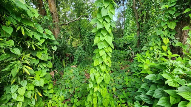 a view of a plant