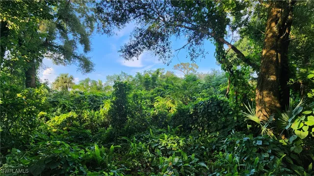 a view of a lush green forest