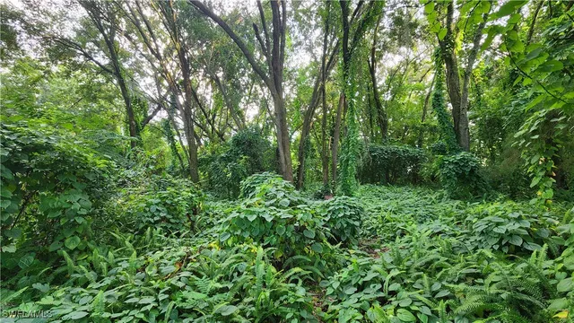 a view of a lush green forest