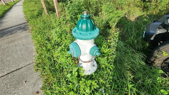 a view of a yard with plants and large trees