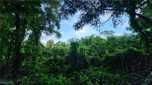 a view of a tree in a garden