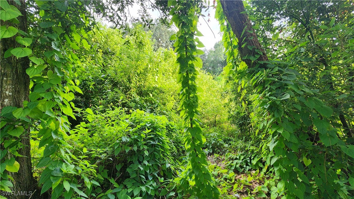 2201 South Goldenrod Road Orlando, FL 32822 - Photo 8 of 19 a view of a plant