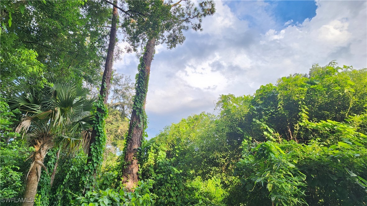 2201 South Goldenrod Road Orlando, FL 32822 - Photo 9 of 19 a close up of a plant in a garden