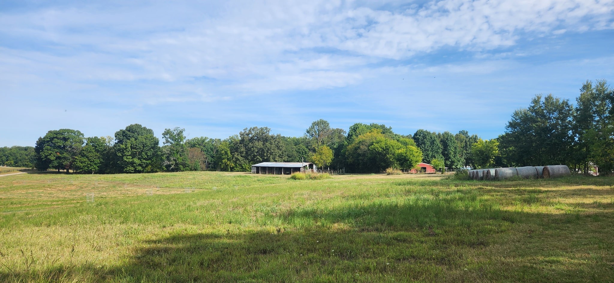a view of large trees with a big yard