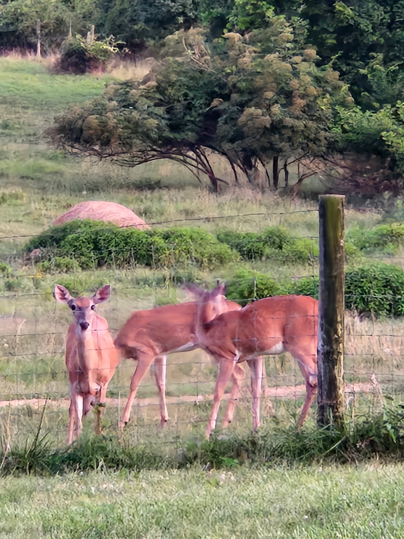 5849 Catholic Church Road Cedar Hill, TN 37032 - Photo 20 of 23 an outdoor space with lots of green space