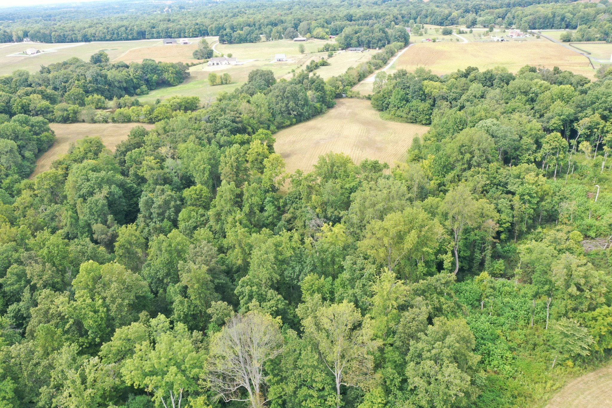5849 Catholic Church Road Cedar Hill, TN 37032 - Photo 5 of 23 a view of a yard with a plants and large trees