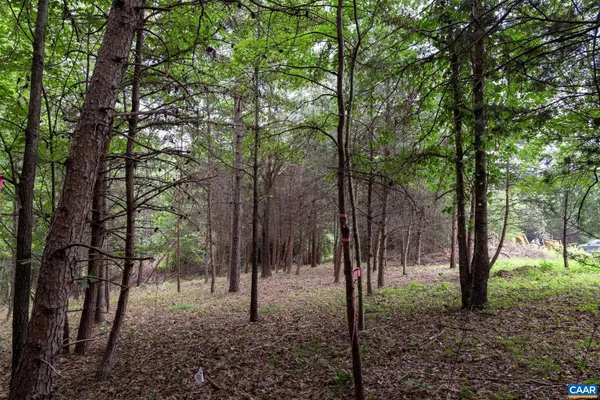 a view of a forest filled with trees
