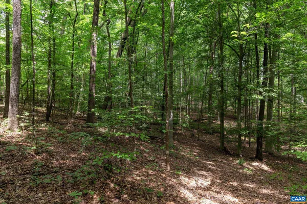 a view of a forest with trees in the background