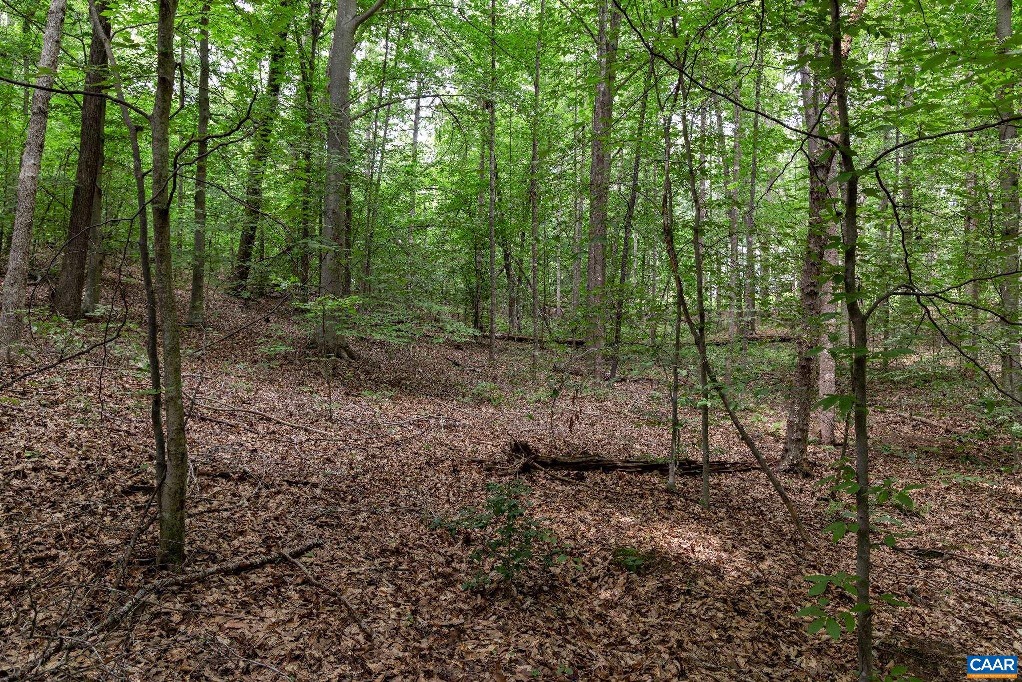 Lot 69 Palmer Place, Unit 69 Ruckersville, VA 22968 - Photo 6 of 15 a view of a forest with trees