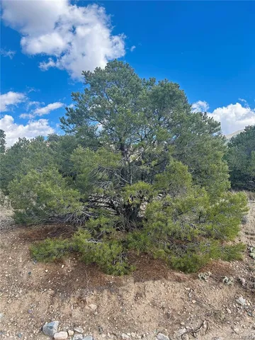 a view of a large trees with lots of trees