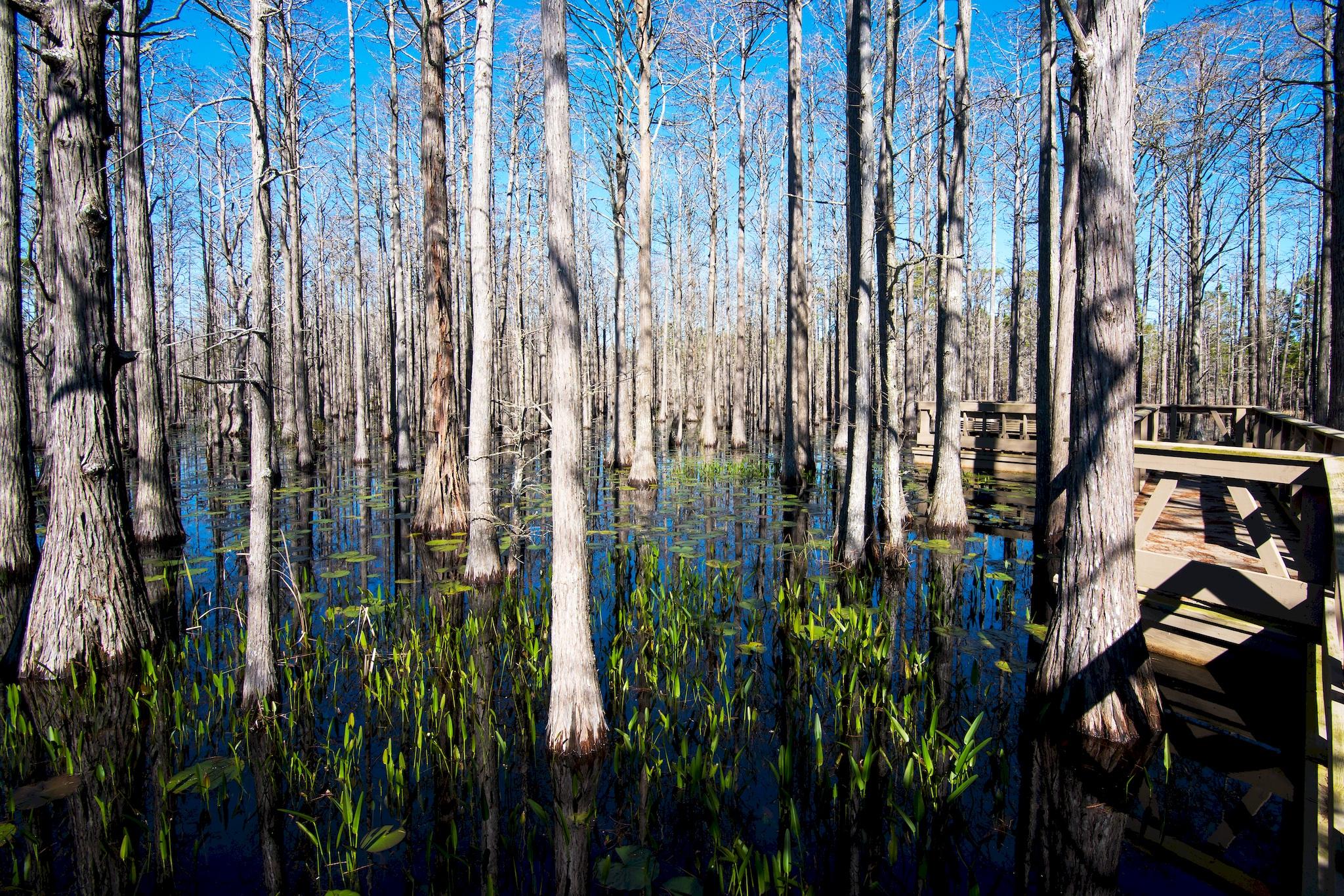 30 Cypress Circle Santa Rosa Beach, FL 32459 - Photo 37 of 37