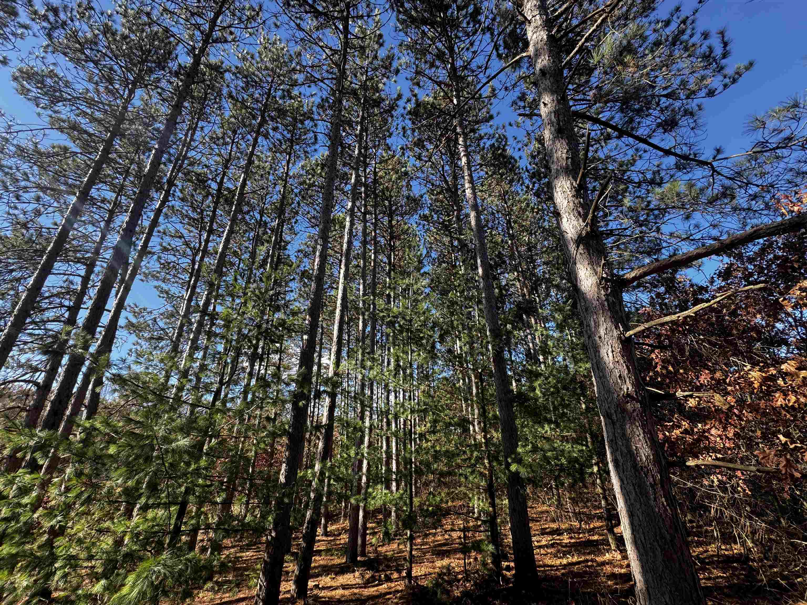 10061 Flume Road Rosholt, WI 54473 - Photo 19 of 52