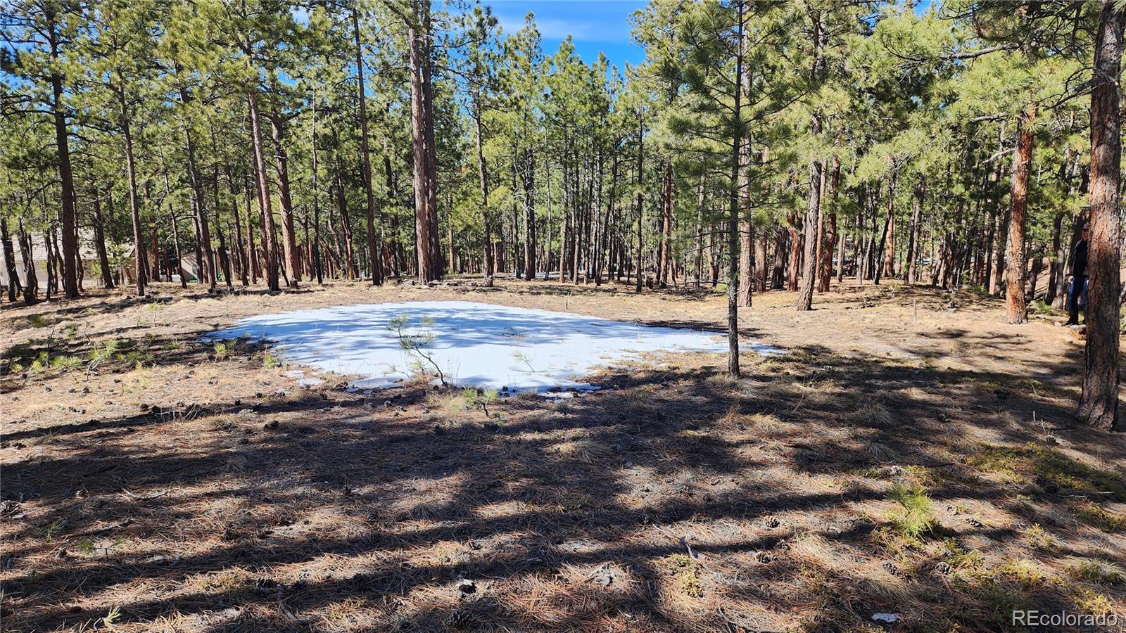 17536 Colonial Park Drive Monument, CO 80132 - Photo 3 of 16