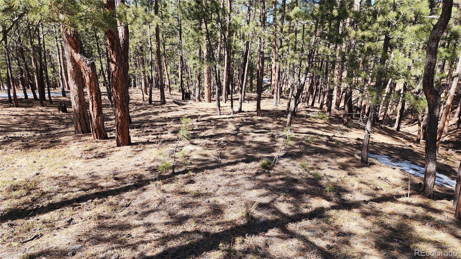 17536 Colonial Park Drive Monument, CO 80132 - Photo 8 of 16