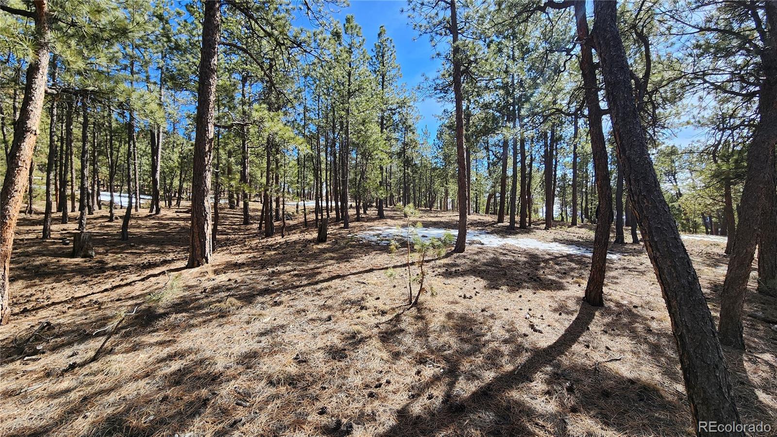 17536 Colonial Park Drive Monument, CO 80132 - Photo 10 of 16