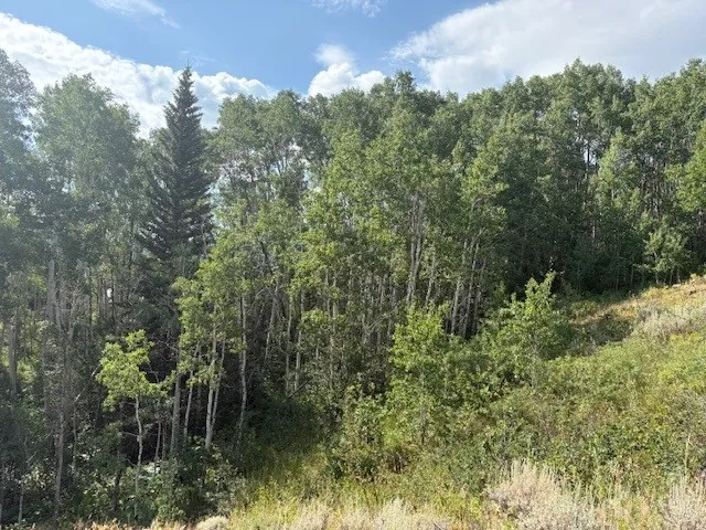 a view of a forest with a house