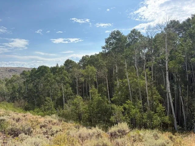 a view of a yard with plants and large trees