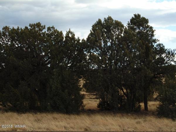 Tbd Tbd Nevermind Lncedar Ridge Show Low, AZ 85901 - Photo 3 of 8