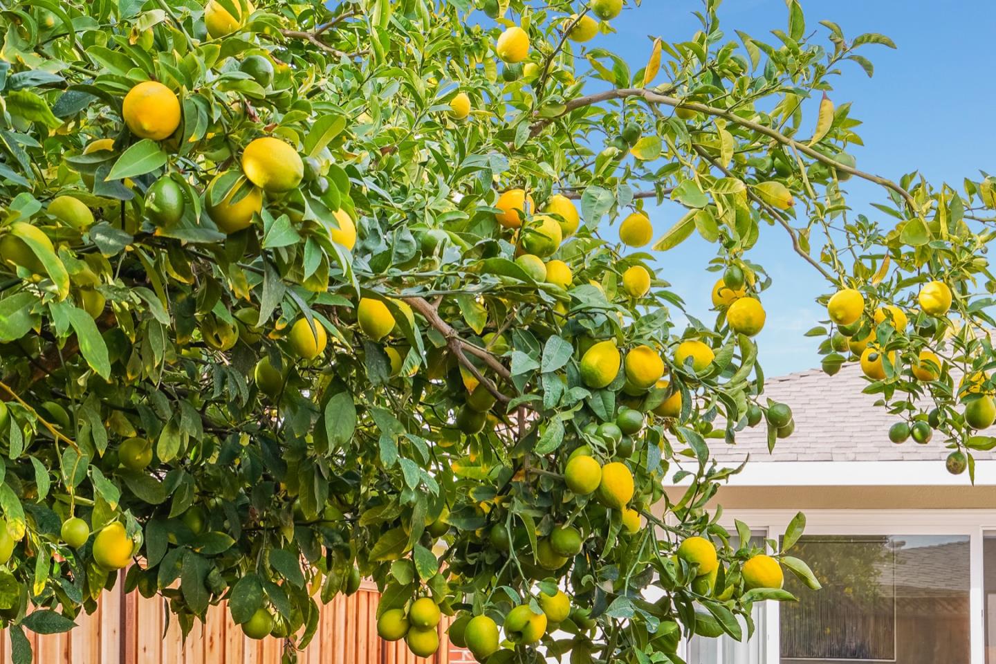 2101 Briarwood Drive Santa Clara, CA 95051 - Photo 31 of 41 a view of a tree with a plant in front of it