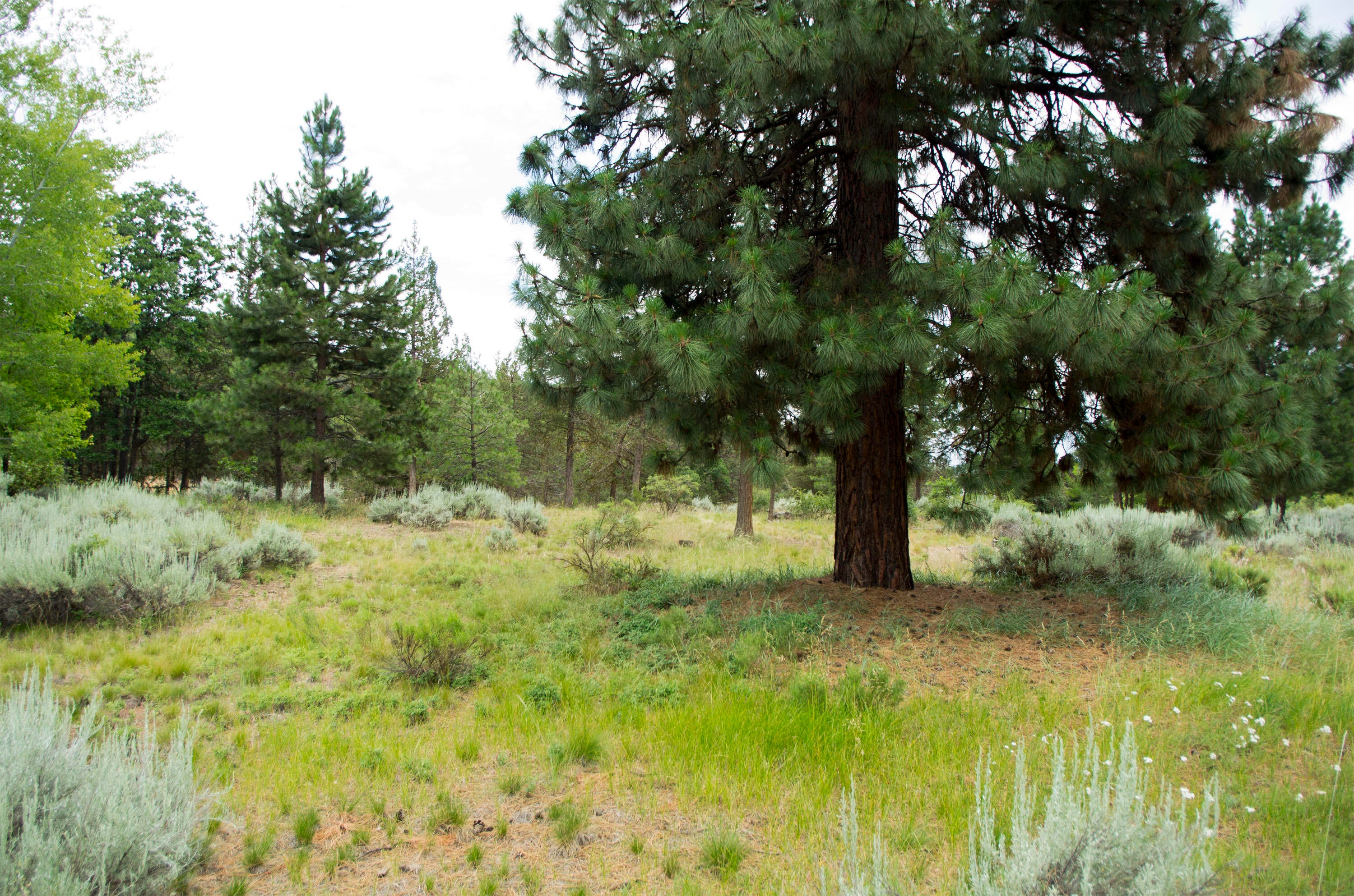 Murrelet Road Klamath Falls, OR 97601 - Photo 8 of 11 Lot08