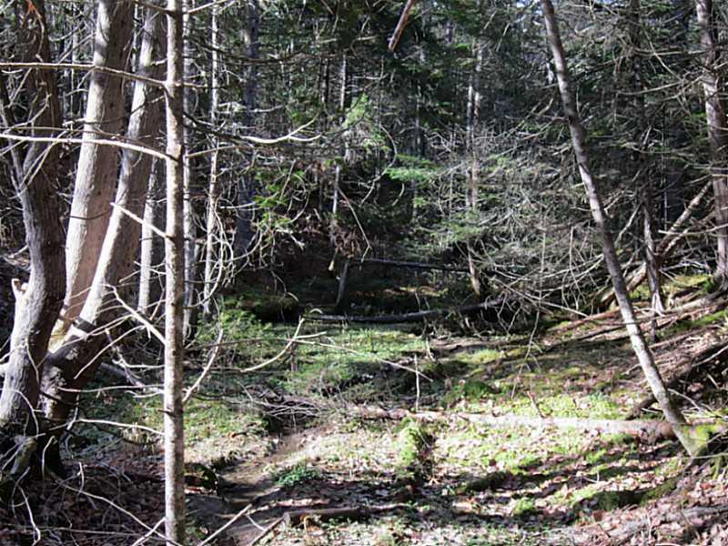 Lot 135 Moons Ledges Road Hancock, ME 04640 - Photo 8 of 10 Land.