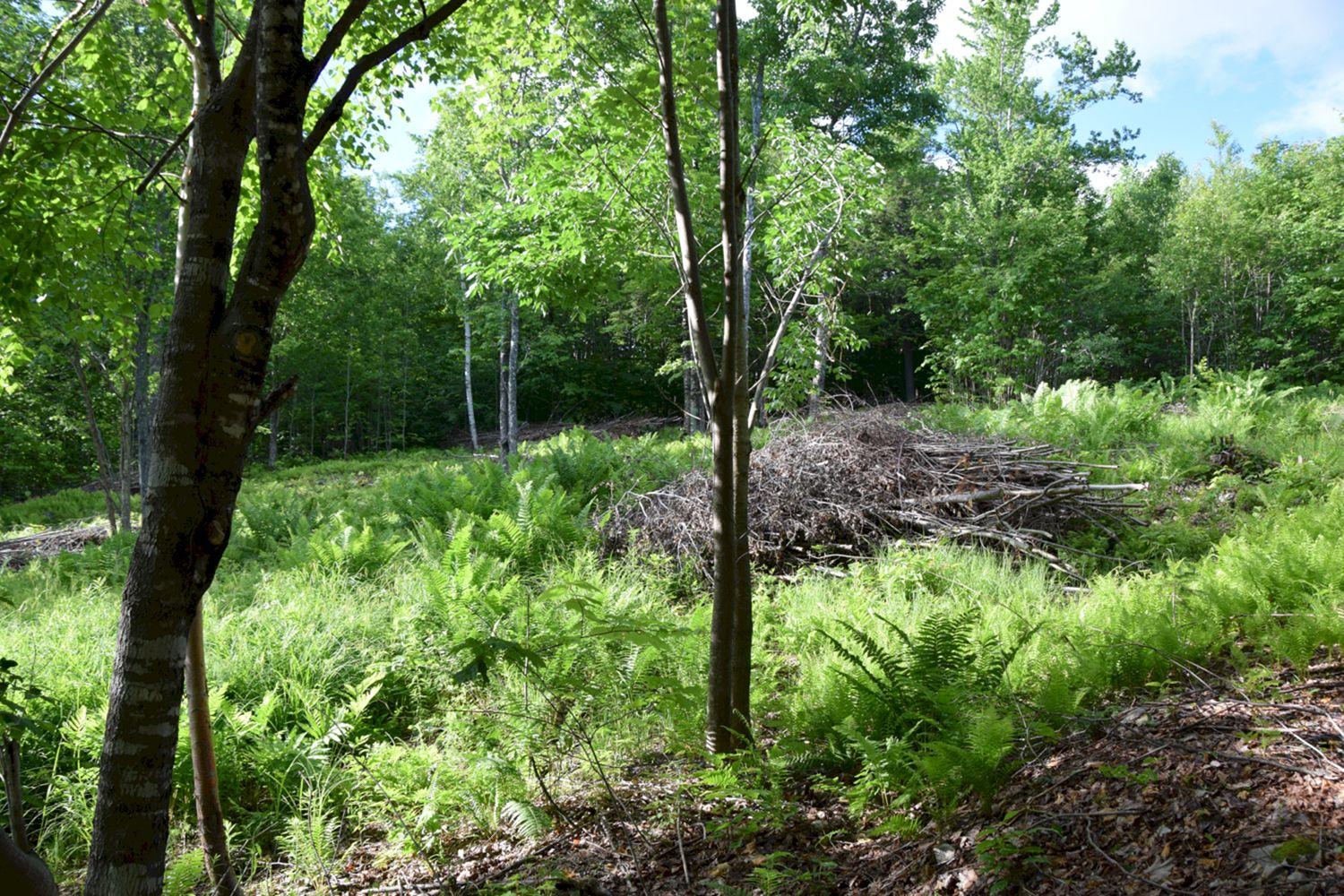 M7-l1-13 Pine Bluff Road Embden, ME 04958 - Photo 7 of 10 DSC_0180