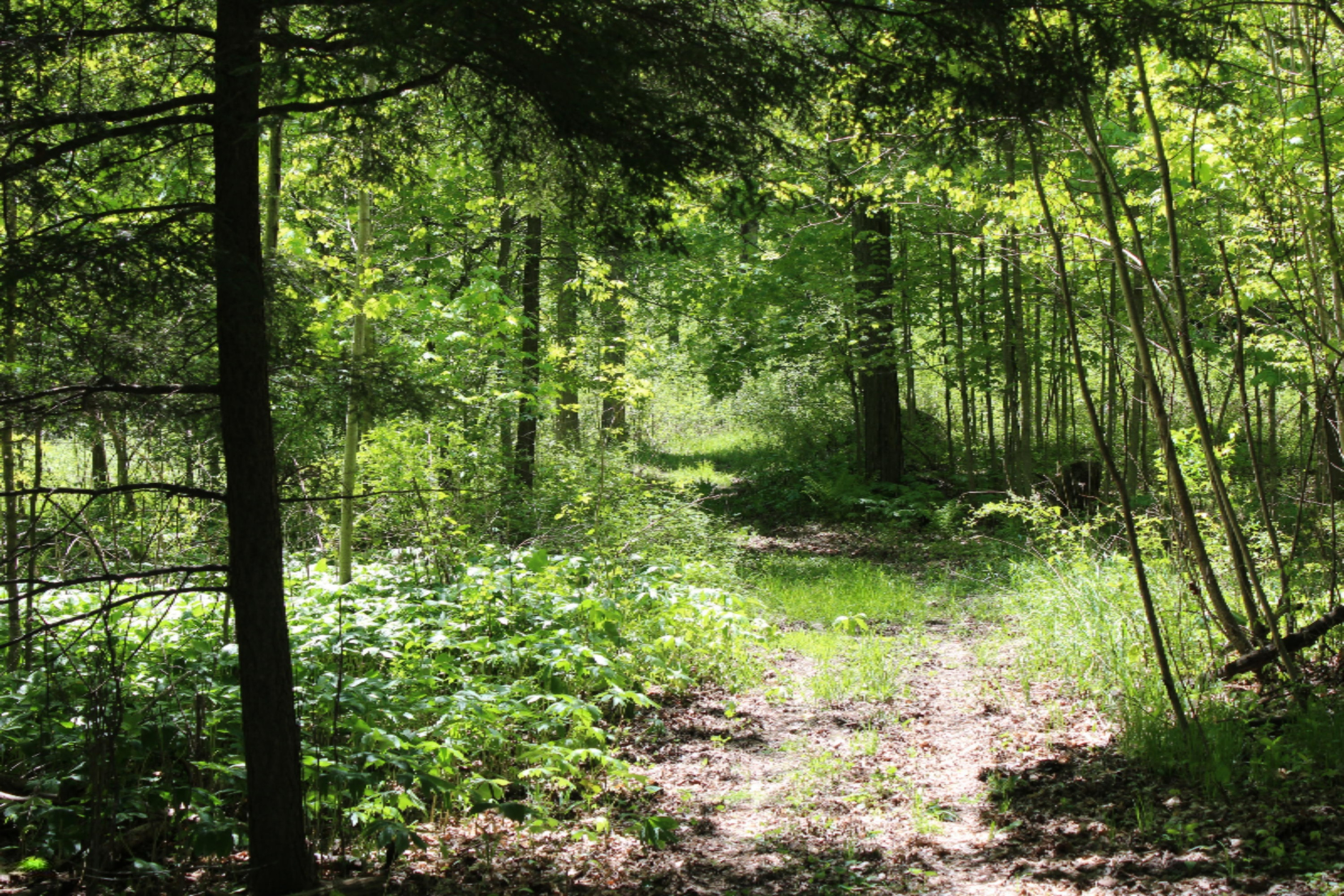8100 West 1 Mile Road Hesperia, MI 49421 - Photo 32 of 37 IMG_2490