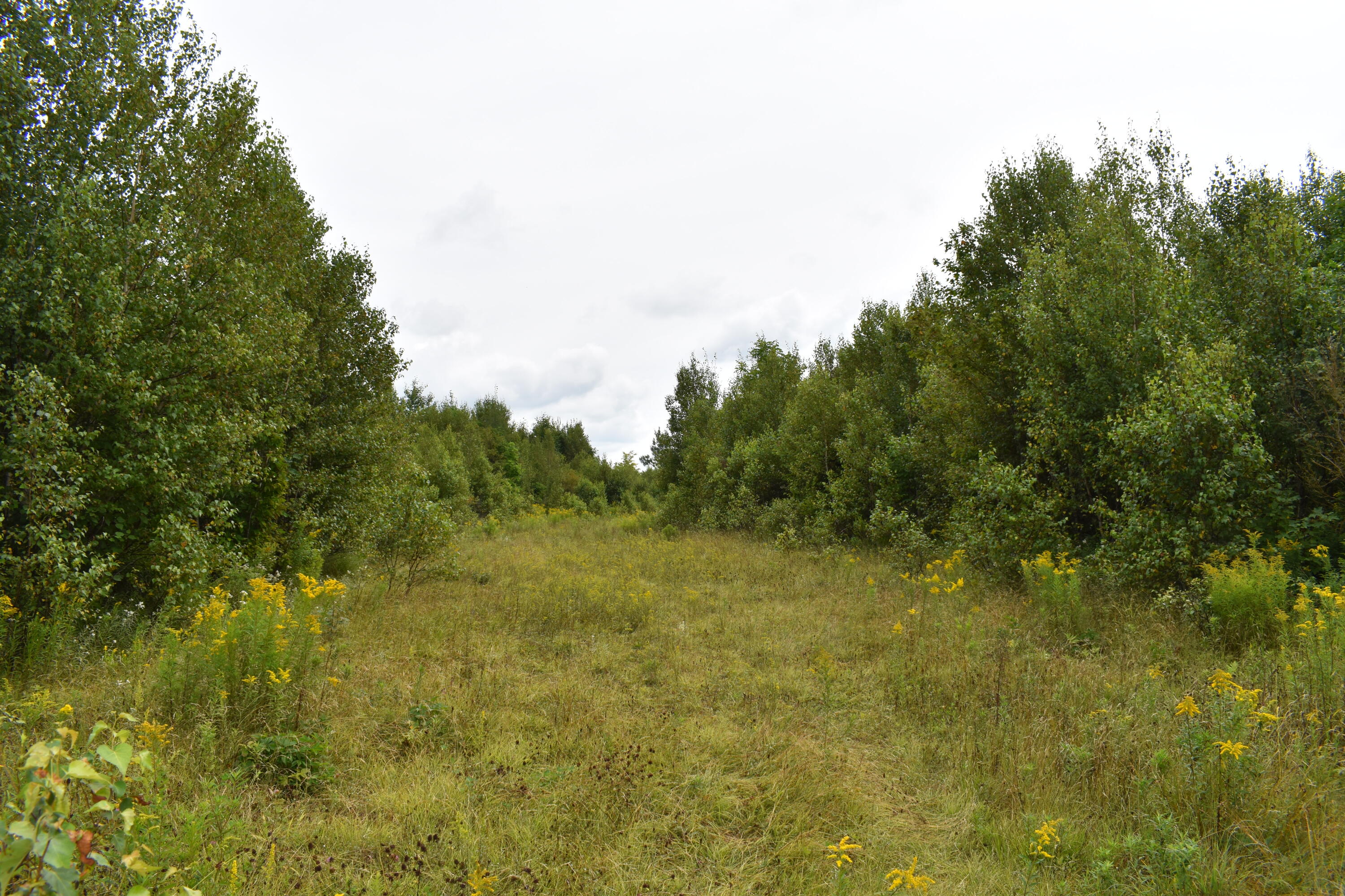 Lot 37 Off Freedom Way Springfield, ME 04487 - Photo 11 of 11 DSC_0102