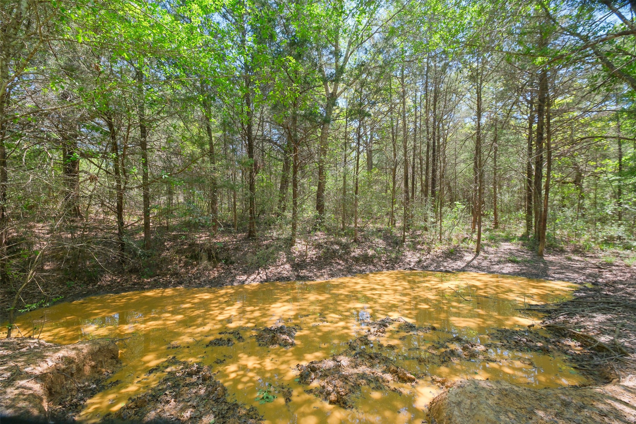 24718 Squirrel Road New Ulm, TX 78950 - Photo 12 of 26 a view of outdoor space with trees