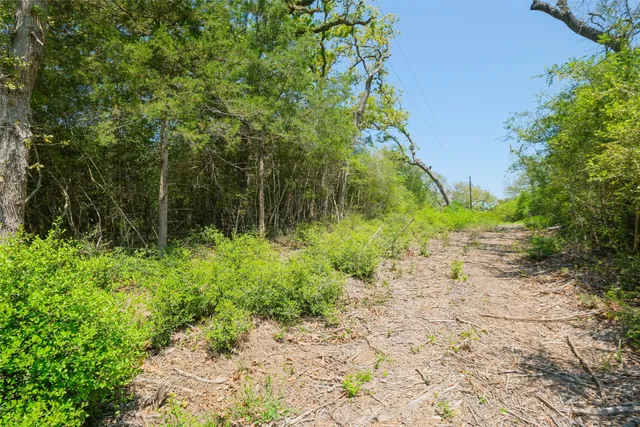 a view of a park with large trees