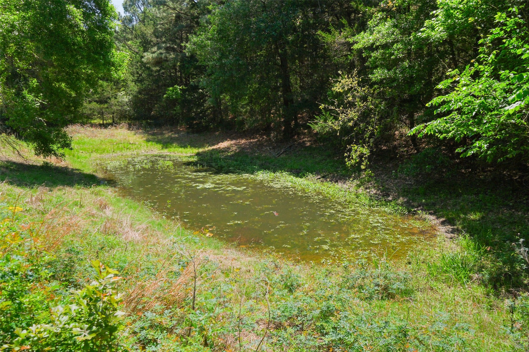 24718 Squirrel Road New Ulm, TX 78950 - Photo 15 of 26 a view of outdoor space and yard
