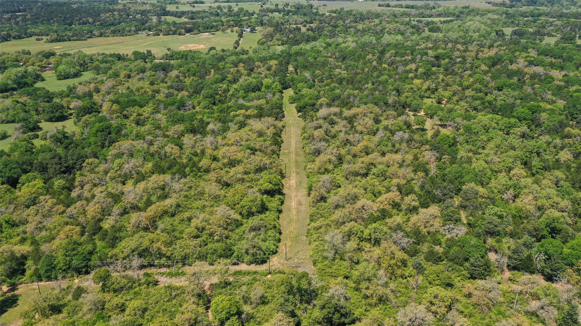 24718 Squirrel Road New Ulm, TX 78950 - Photo 25 of 26 a view of a forest with a street