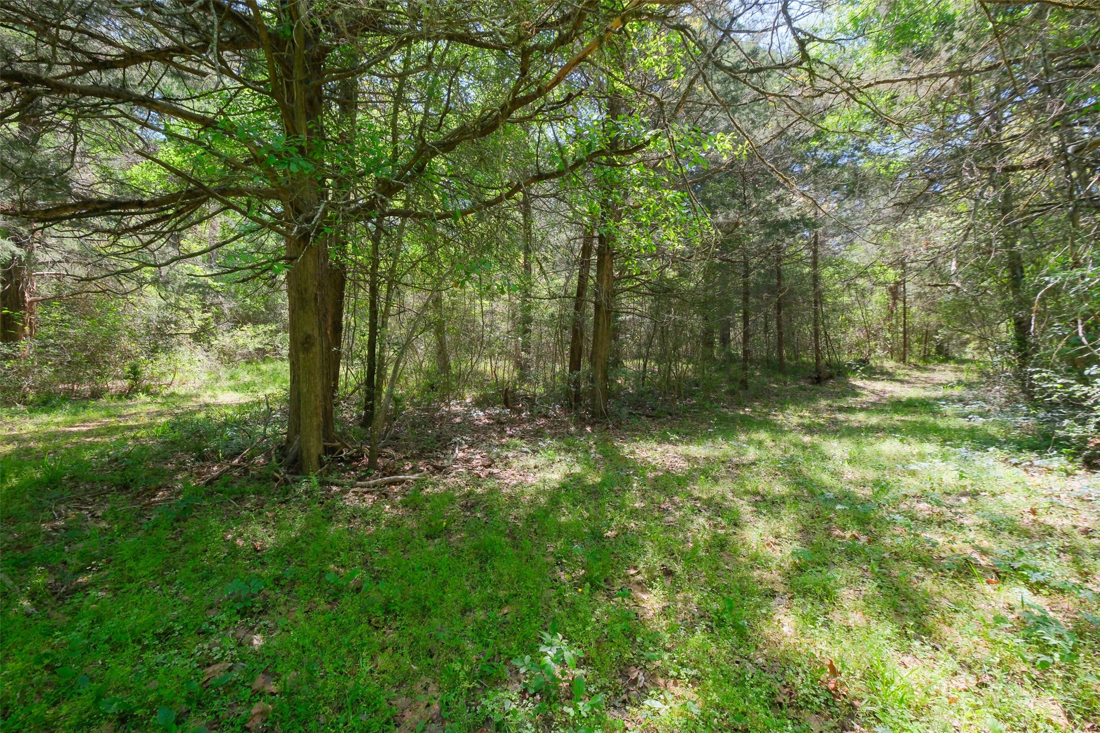 24718 Squirrel Road New Ulm, TX 78950 - Photo 3 of 26 a big yard with lots of green space and house in the back