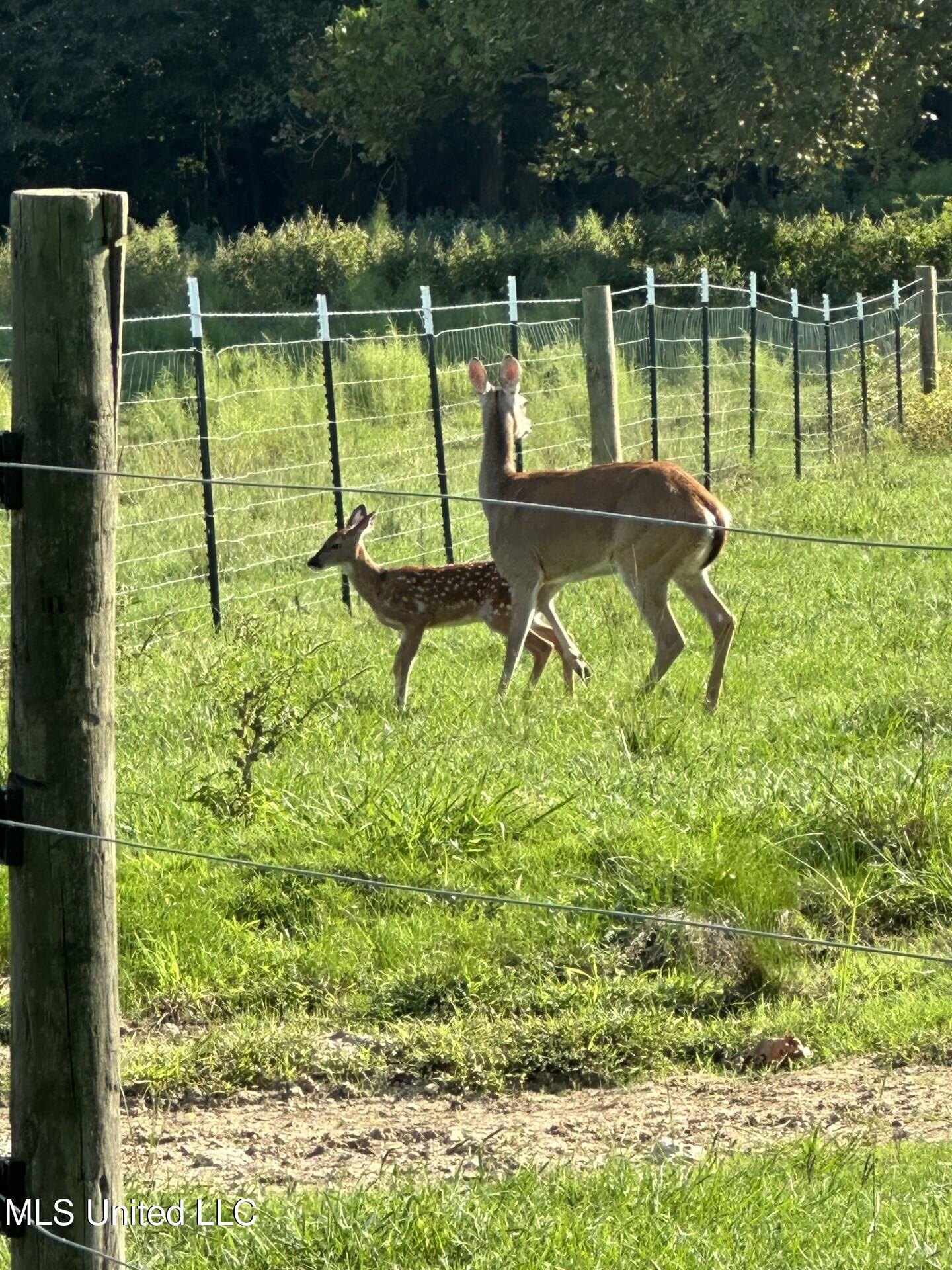 1020 Jack Johnson Road Crystal Springs, MS 39059 - Photo 120 of 125 thumbnail_IMG_2119