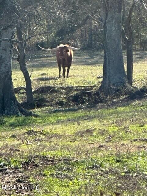 1020 Jack Johnson Road Crystal Springs, MS 39059 - Photo 38 of 125 thumbnail_IMG_8256