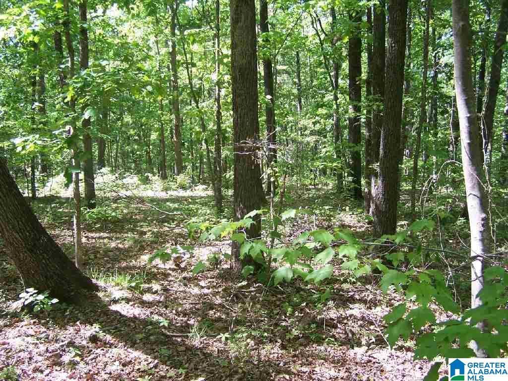 8751 Clayton Cove Road Springville, AL 35146 - Photo 37 of 44