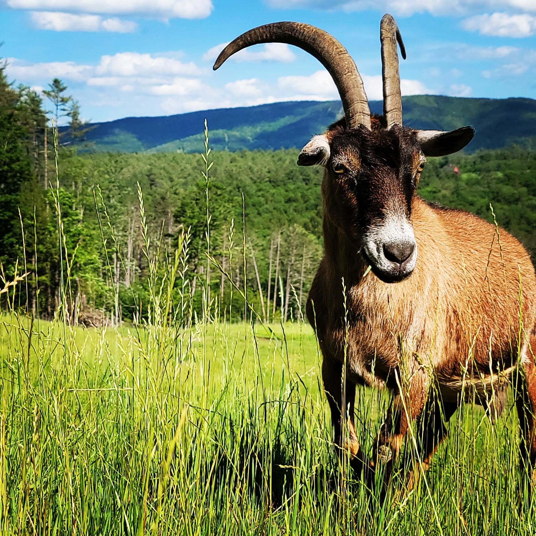 4669 Vermont Rte 100 Londonderry, VT 05148 - Photo 37 of 39