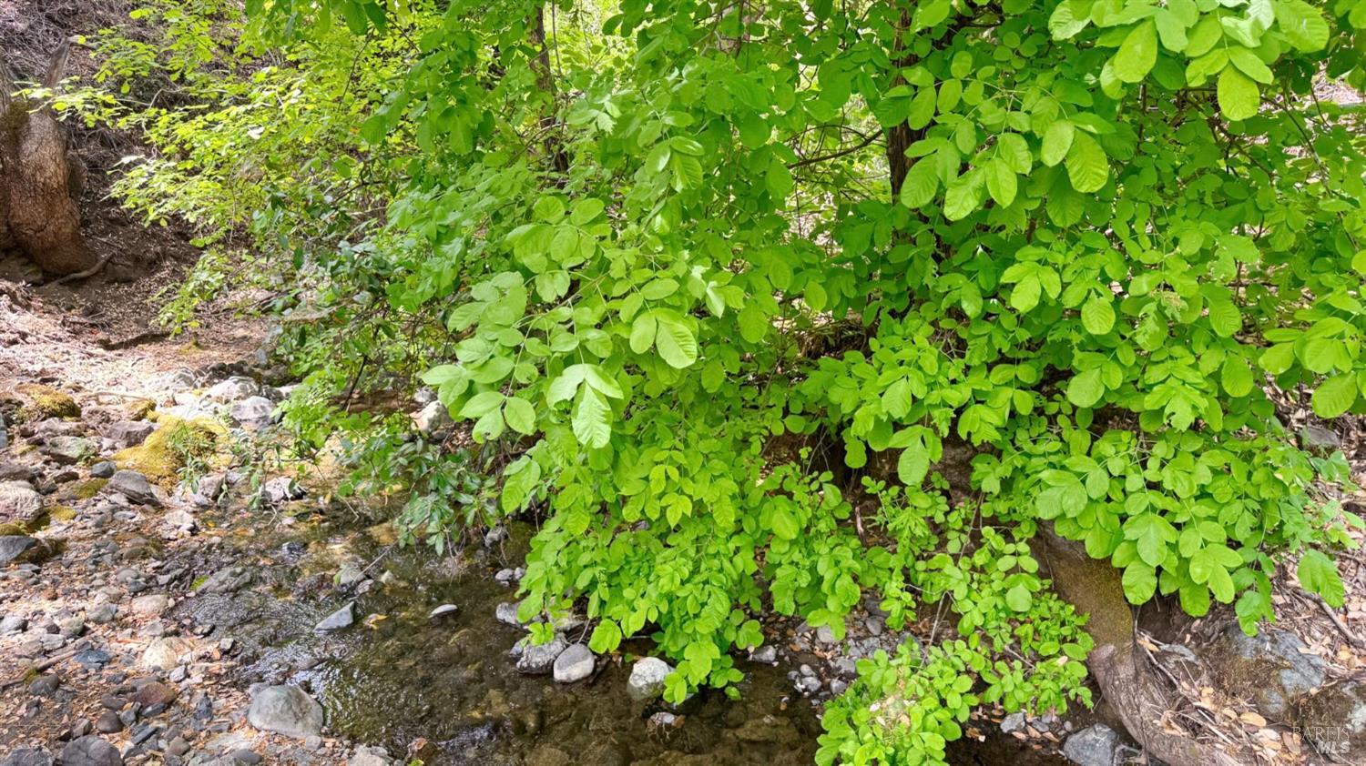 5250 15 N 05 Road Clearlake Oaks, CA 95423 - Photo 54 of 85 a view of a lush green plant
