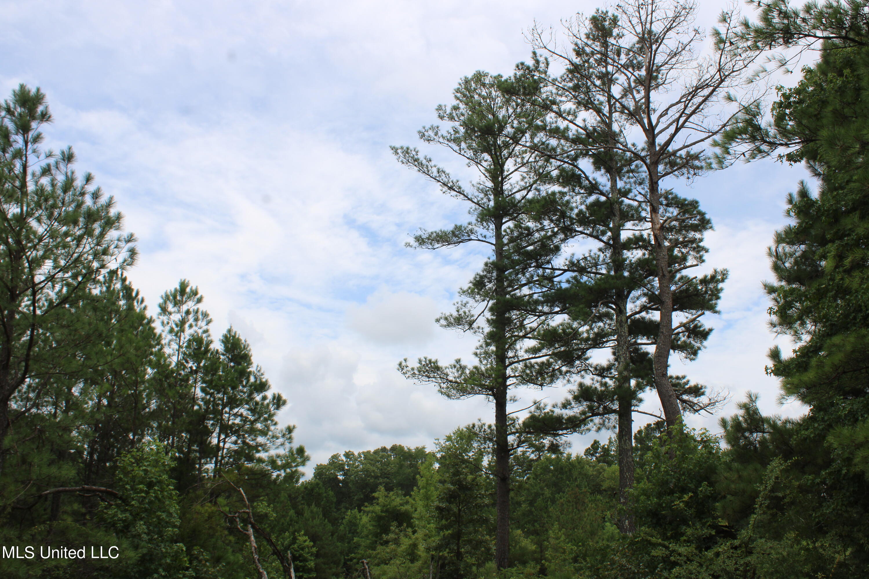 392 Mckee Road Falkner, MS 38629 - Photo 14 of 27 IMG_4191