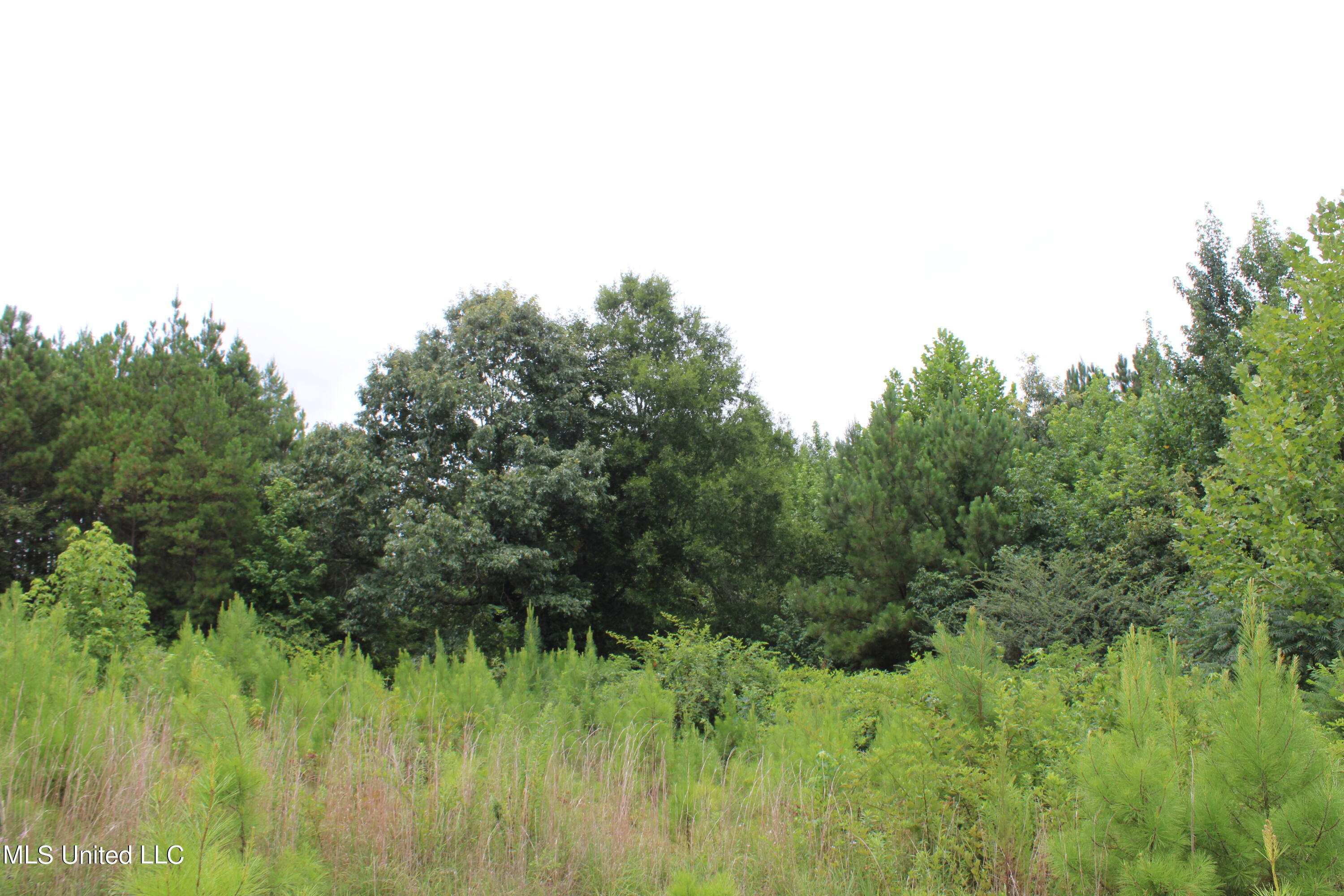392 Mckee Road Falkner, MS 38629 - Photo 27 of 27 IMG_4205