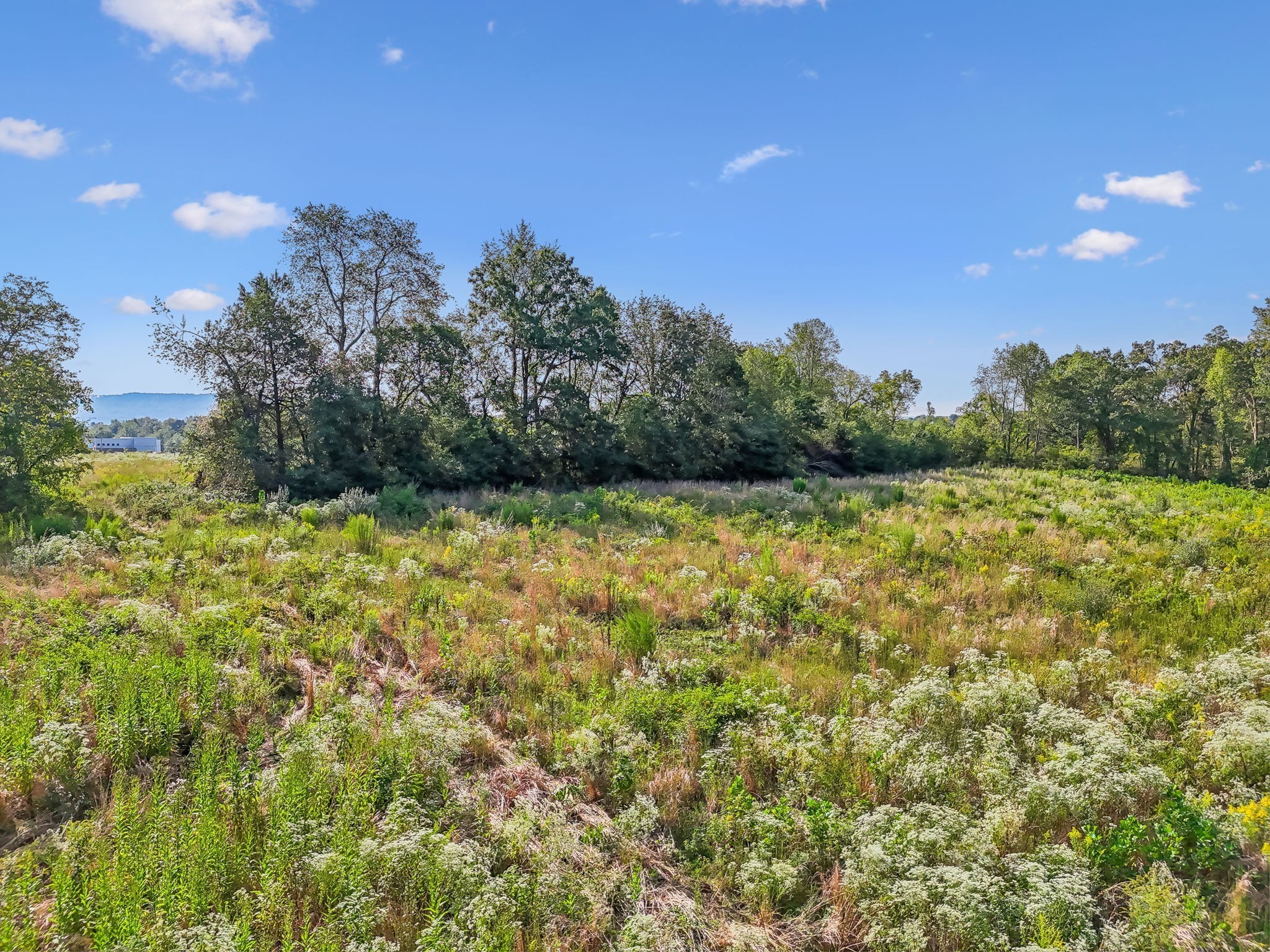5944 Manchester Highway Morrison, TN 37357 - Photo 11 of 14 a view of a yard with a tree