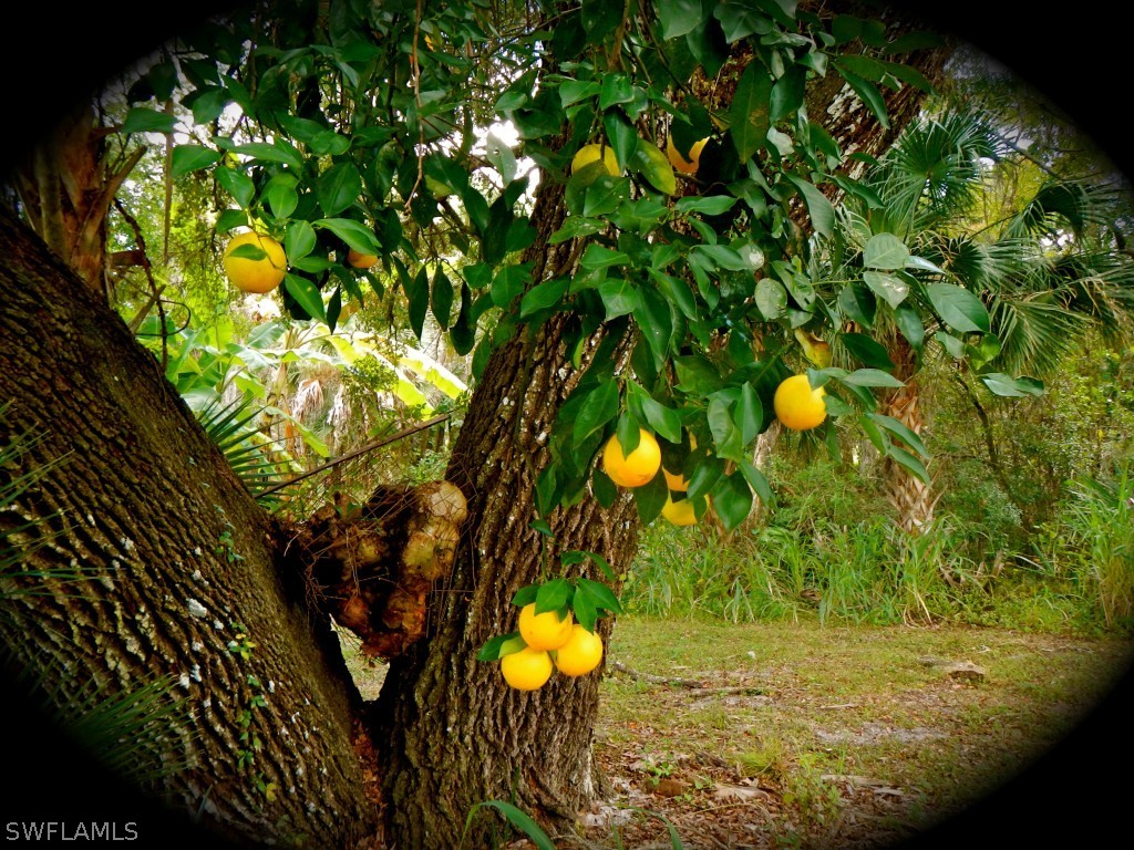 20150 North River Road Alva, FL 33920 - Photo 5 of 25 a view of a tree with a yard