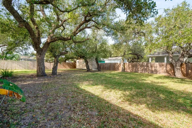 a view of a yard with plants and a large tree