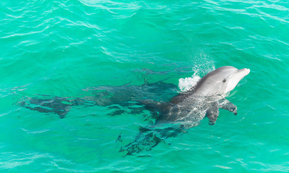 6528 West County Highway 30A Santa Rosa Beach, FL 32459 - Photo 71 of 87 Driftwood-71