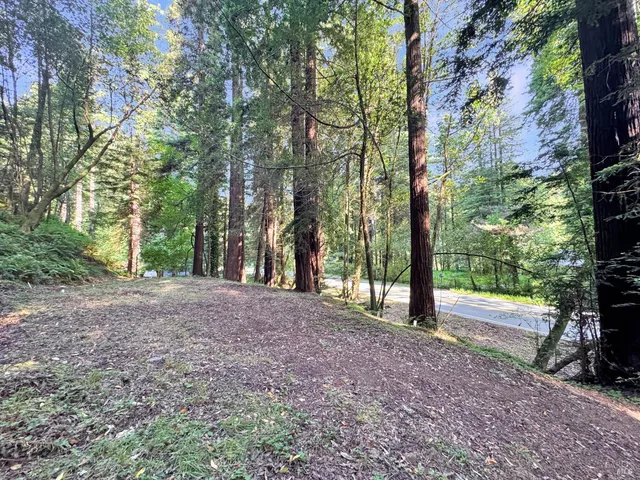 a view of a yard with plants and trees