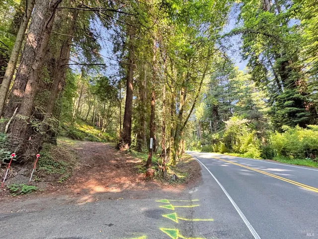 a view of a yard with plants and trees