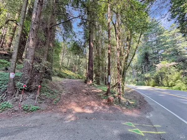 a view of a forest with trees